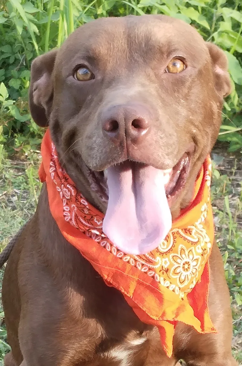 Brownie  Super Sweet thumbnail 2