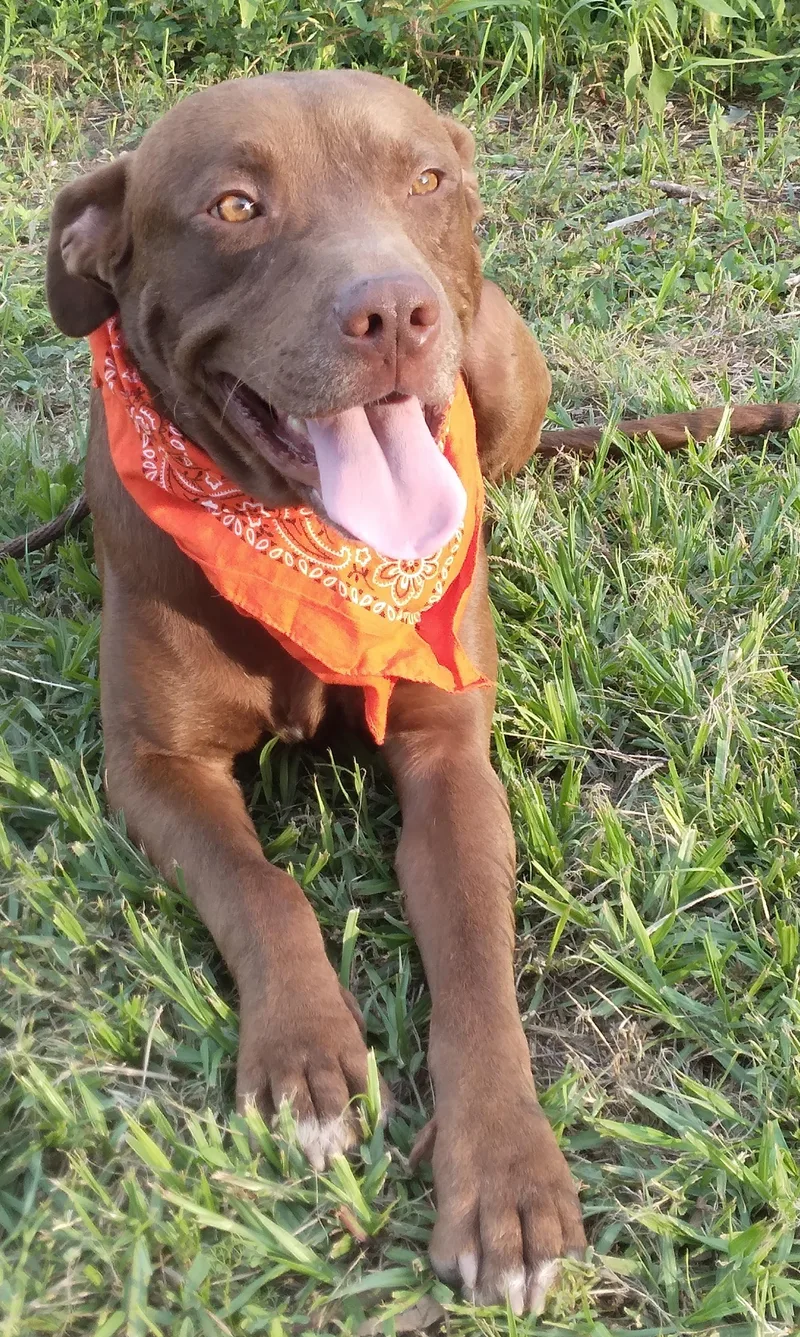 Brownie  Super Sweet thumbnail 3