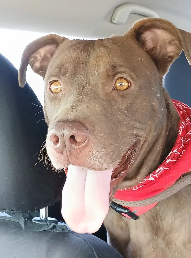 Brownie  Super Sweet