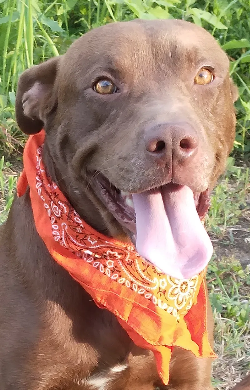 Brownie  Super Sweet thumbnail 6