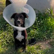 A young small-sized female Black Mixed Breed dog named Gabby for adoption in Tupelo, MS