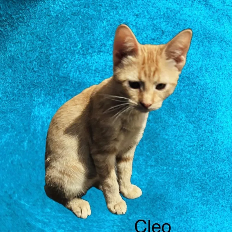 A baby small-sized female Orange / Red Domestic Short Hair cat named Cleo for adoption in Santa Fe, TX