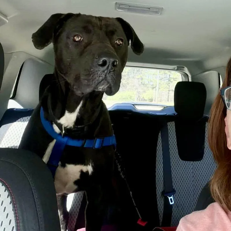 An adult large-sized male Labrador Retriever dog named Lukas for adoption in Hillsborough , NC