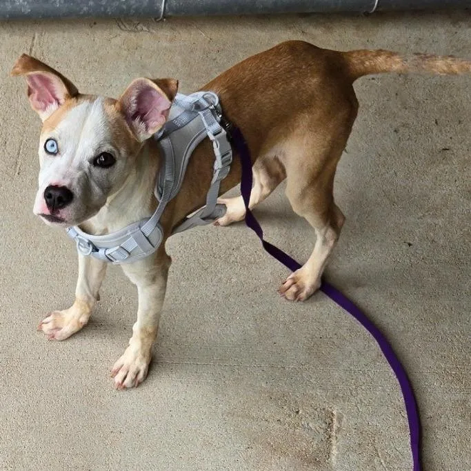 A baby small-sized male Brown / Chocolate Terrier dog named Cola for adoption in Birmingham, AL