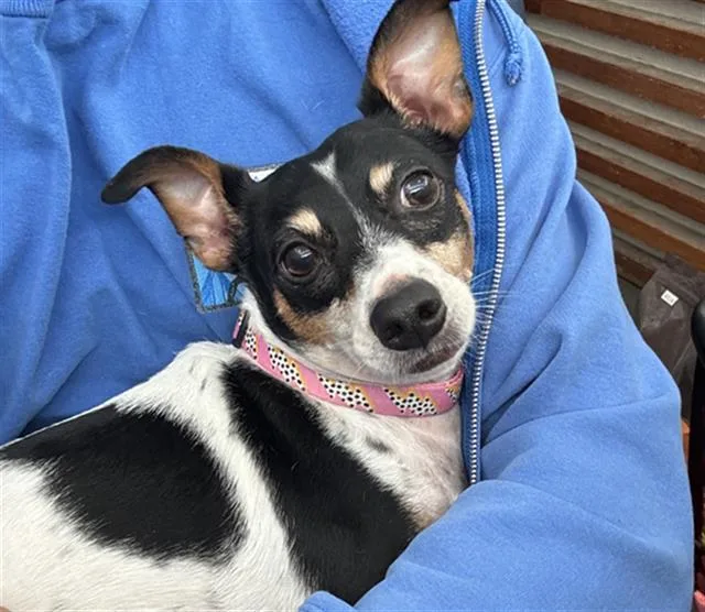 An adult small-sized female Mixed Breed dog named Gracie for adoption in Dallas, TX