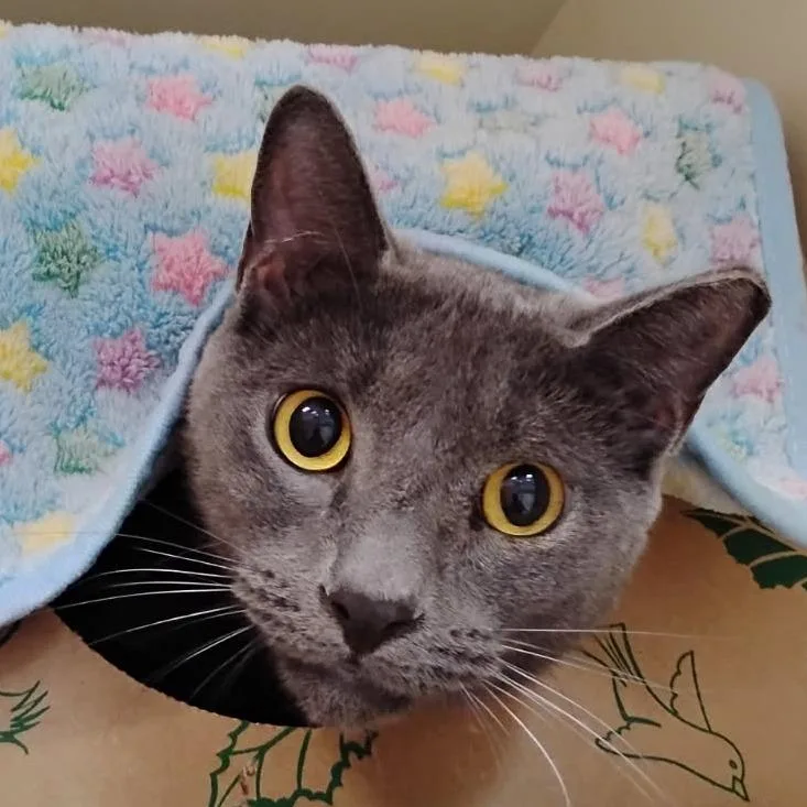 An adult large-sized male Domestic Short Hair cat named Joe for adoption in Fairport, NY