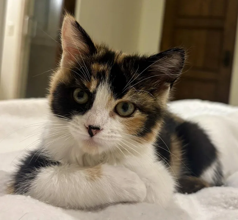 A young medium-sized female Domestic Short Hair cat named Charlotte for adoption in Phoenix, AZ