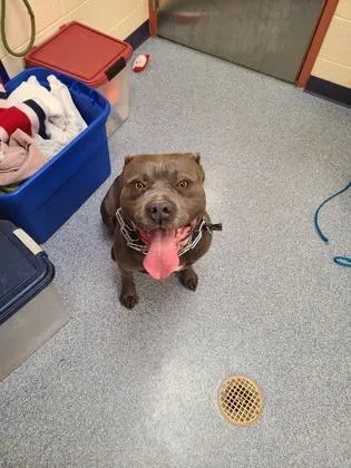 An adult large-sized male Pit Bull Terrier dog named Tank for adoption in Westland, MI