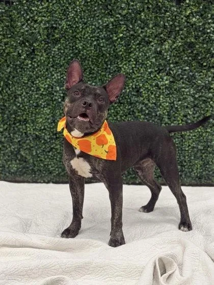 A young medium-sized male Terrier dog named Pretty Boy for adoption in Gulfport, MS