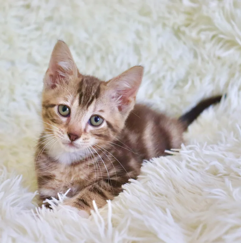 A baby medium-sized male Brown / Chocolate Exotic Shorthair cat named Bagel for adoption in Saint Augustine, FL