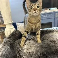 An adult medium-sized female Tabby (Brown / Chocolate) Domestic Short Hair cat named Tabatha for adoption in Tulsa, OK