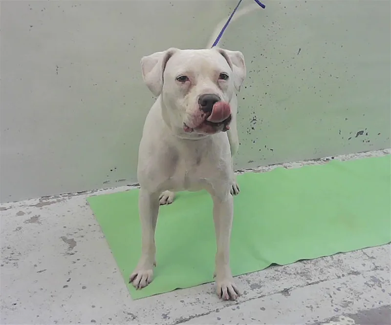 An adult large-sized male Staffordshire Bull Terrier dog named Lafayette for adoption in Houston, TX
