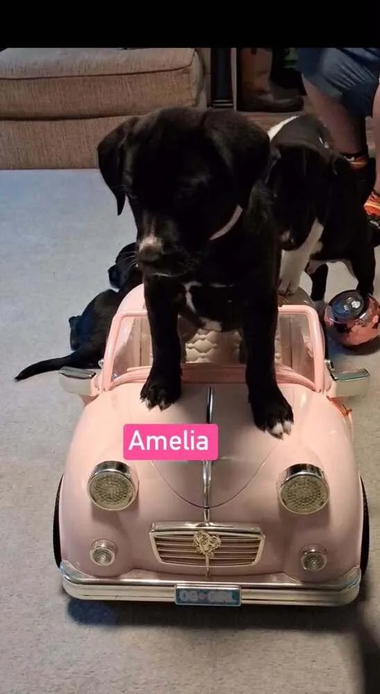 A baby small-sized female Tricolor (Brown, Black, & White) Labrador Retriever dog named Amelia for adoption in Silsbee, TX