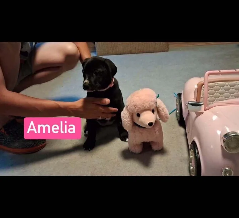 Amelia thumbnail 3