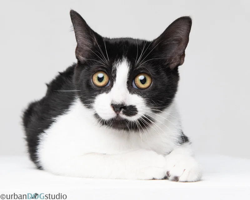 A young small-sized male Domestic Short Hair cat named Charles M for adoption in Tampa, FL