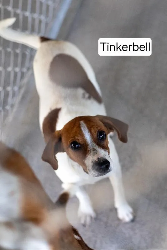 A young small-sized female Beagle dog named Tinkerbell for adoption in Aurora, IL