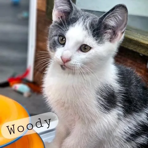 A young medium-sized male Gray & White Domestic Short Hair cat named Woody for adoption in Ferndale, WA