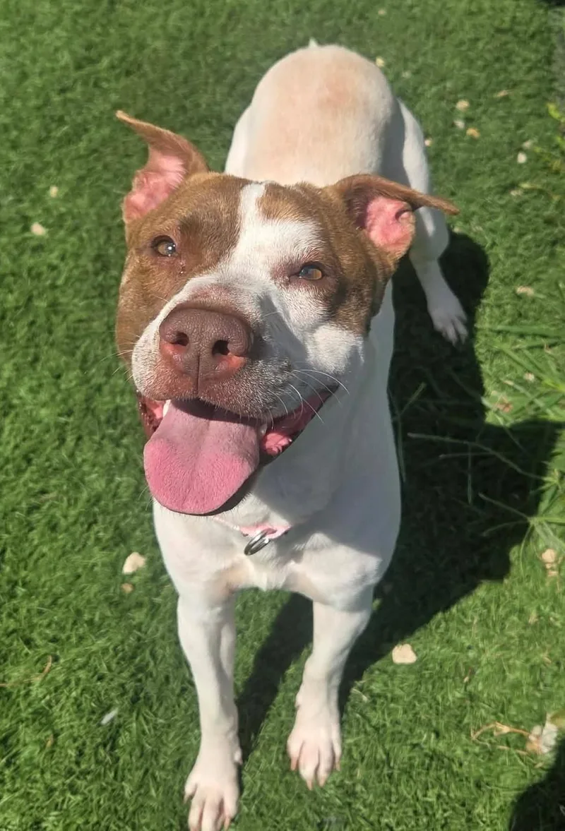An adult medium-sized female Mixed Breed dog named Angel for adoption in Moundsville, WV