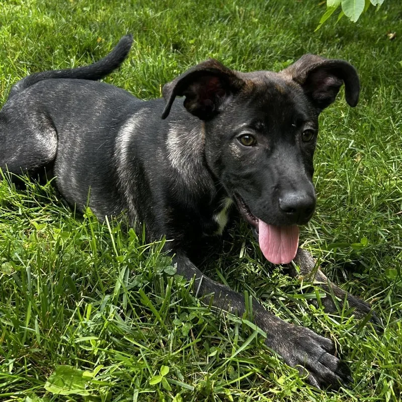 A baby small-sized male Black Mixed Breed dog named Mochi for adoption in Spruce Pine, NC