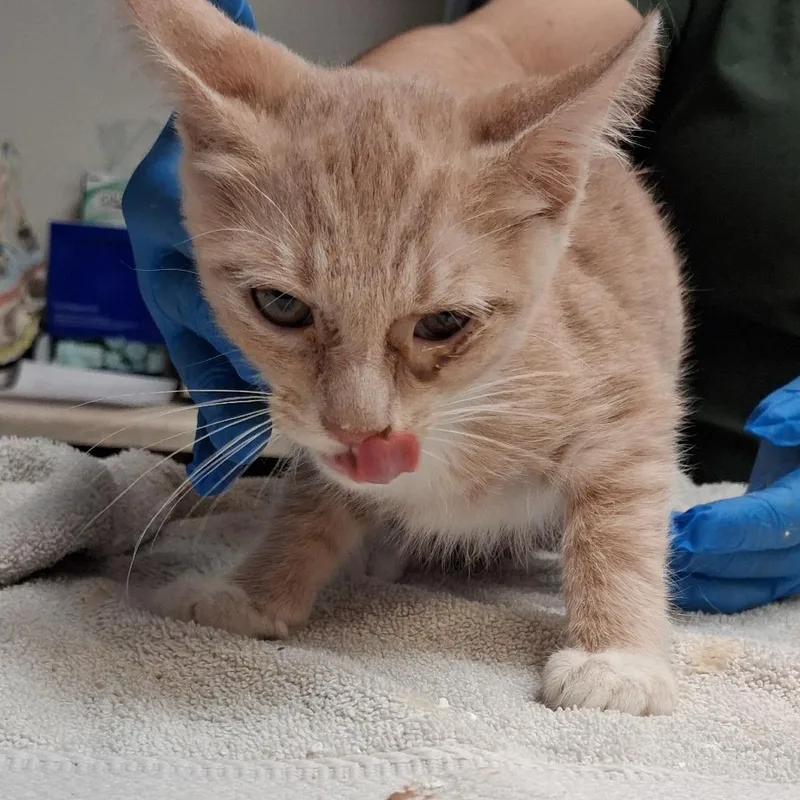 A baby small-sized male Buff / Tan / Fawn Domestic Short Hair cat named Butters for adoption in Newark, NJ