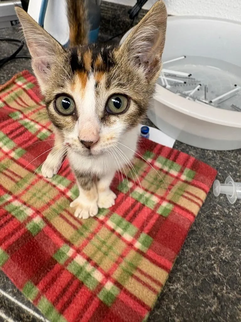 A baby large-sized female Abyssinian cat named Snookie for adoption in Lockhart, TX
