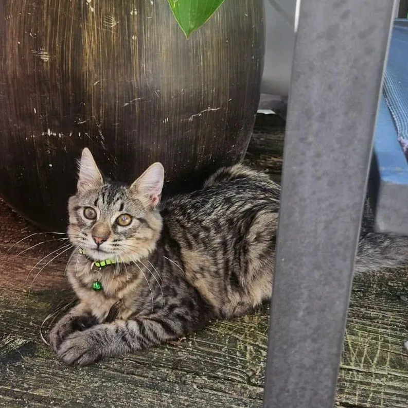 A baby medium-sized male Domestic Short Hair cat named Julio for adoption in Baldwin, MD