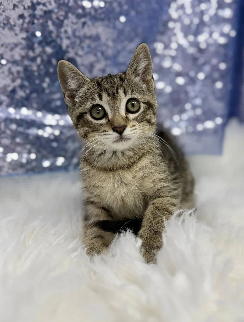 A young medium-sized male Domestic Short Hair cat named Radar for adoption in Clarkesville, GA