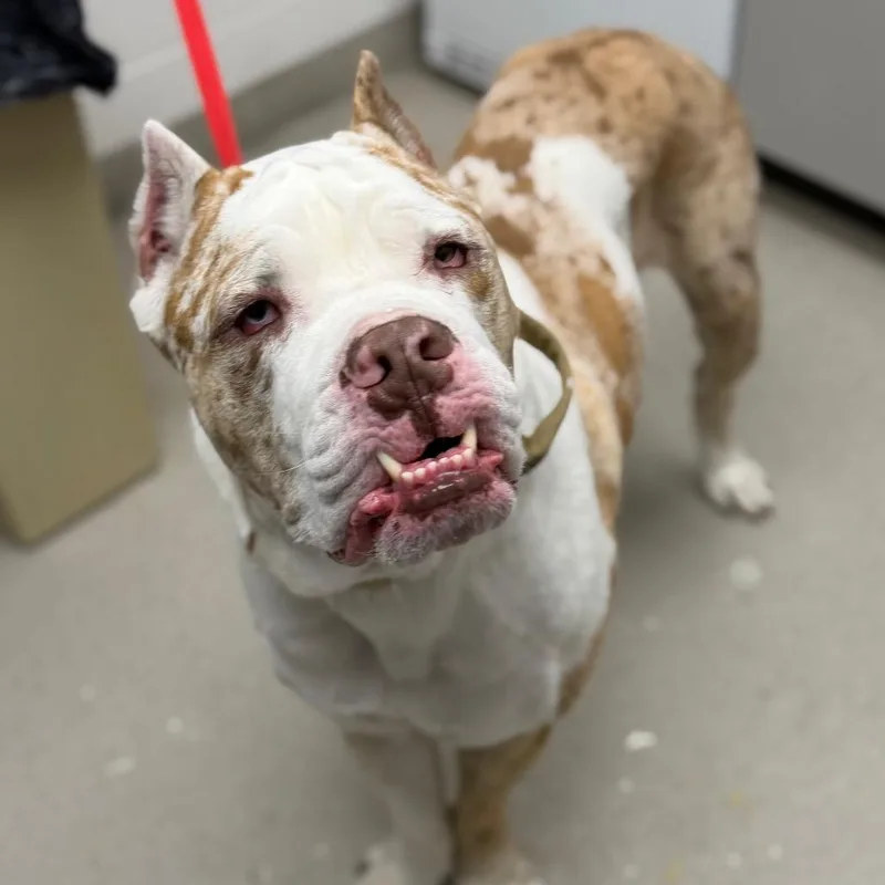 A young large-sized male White / Cream Cane Corso dog named Biscuit for adoption in Saint Louis, MO