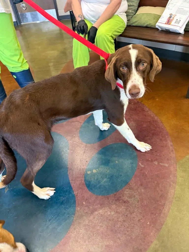 A young large-sized male Mixed Breed dog named Marshal for adoption in Gallatin, TN
