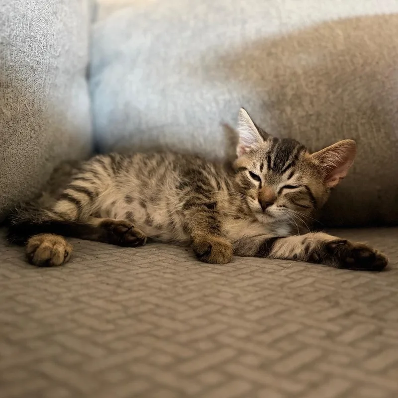 A baby small-sized male Brown / Chocolate Domestic Medium Hair cat named Zorro for adoption in Flower Mound, TX