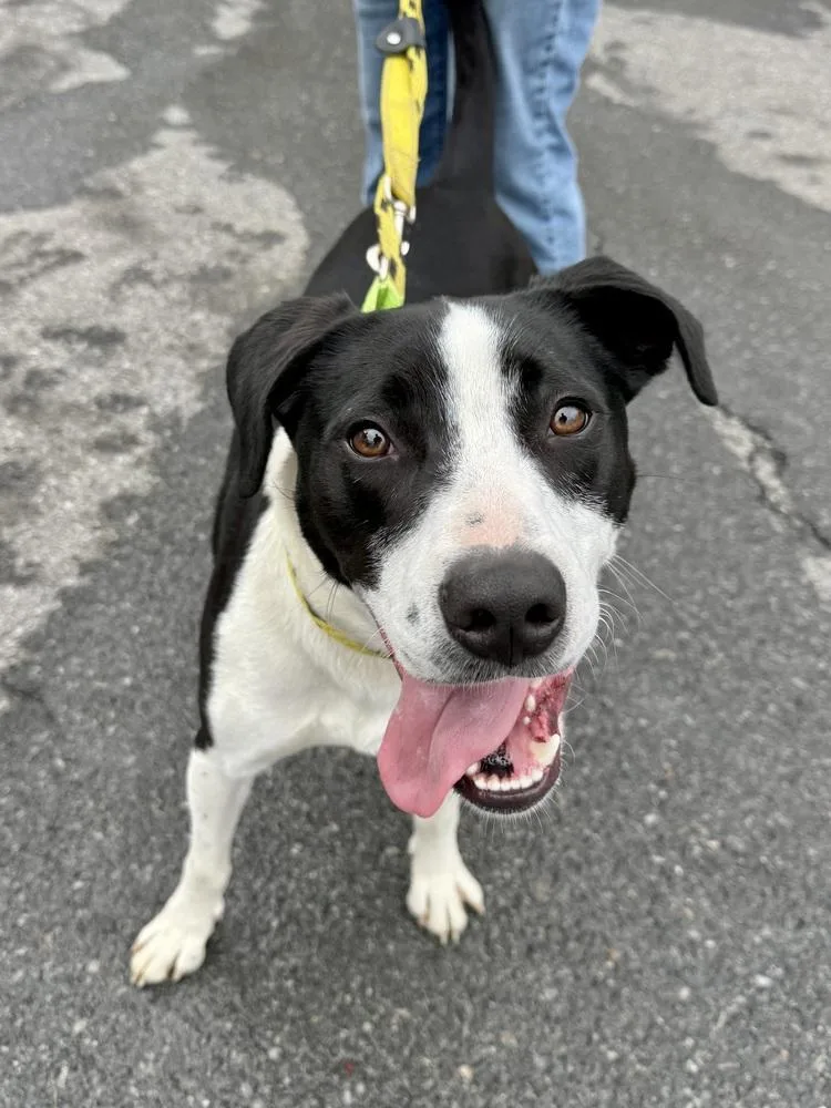 A young large-sized male Tricolor (Brown, Black, & White) Border Collie dog named Ac  Gumbo Aka for adoption in Brewster , NY