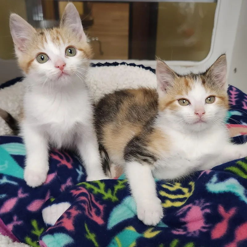 A baby medium-sized female Torbie cat named Lucie for adoption in Marshfield, WI