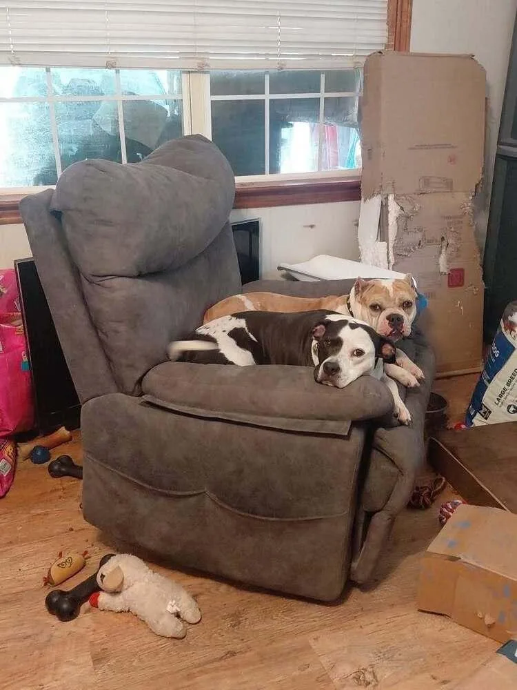 An adult medium-sized female Tricolor (Brown, Black, & White) Pit Bull Terrier dog named Moo Moo for adoption in Leverett, MA