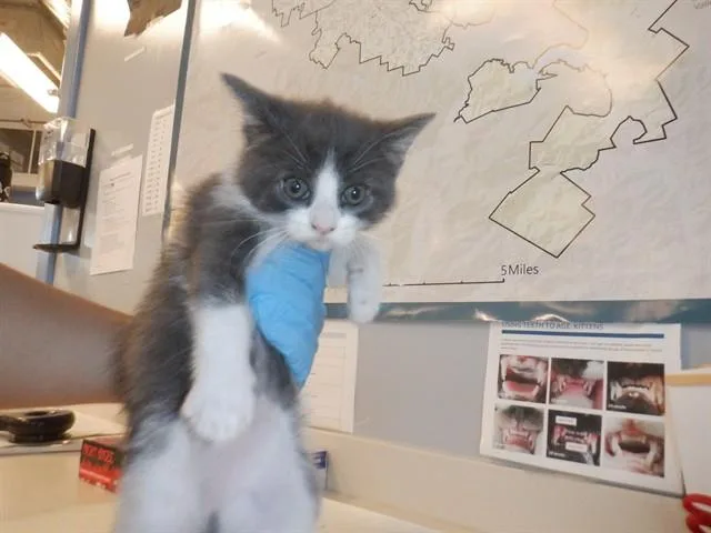 A baby small-sized female Domestic Short Hair cat named A for adoption in San Jose, CA