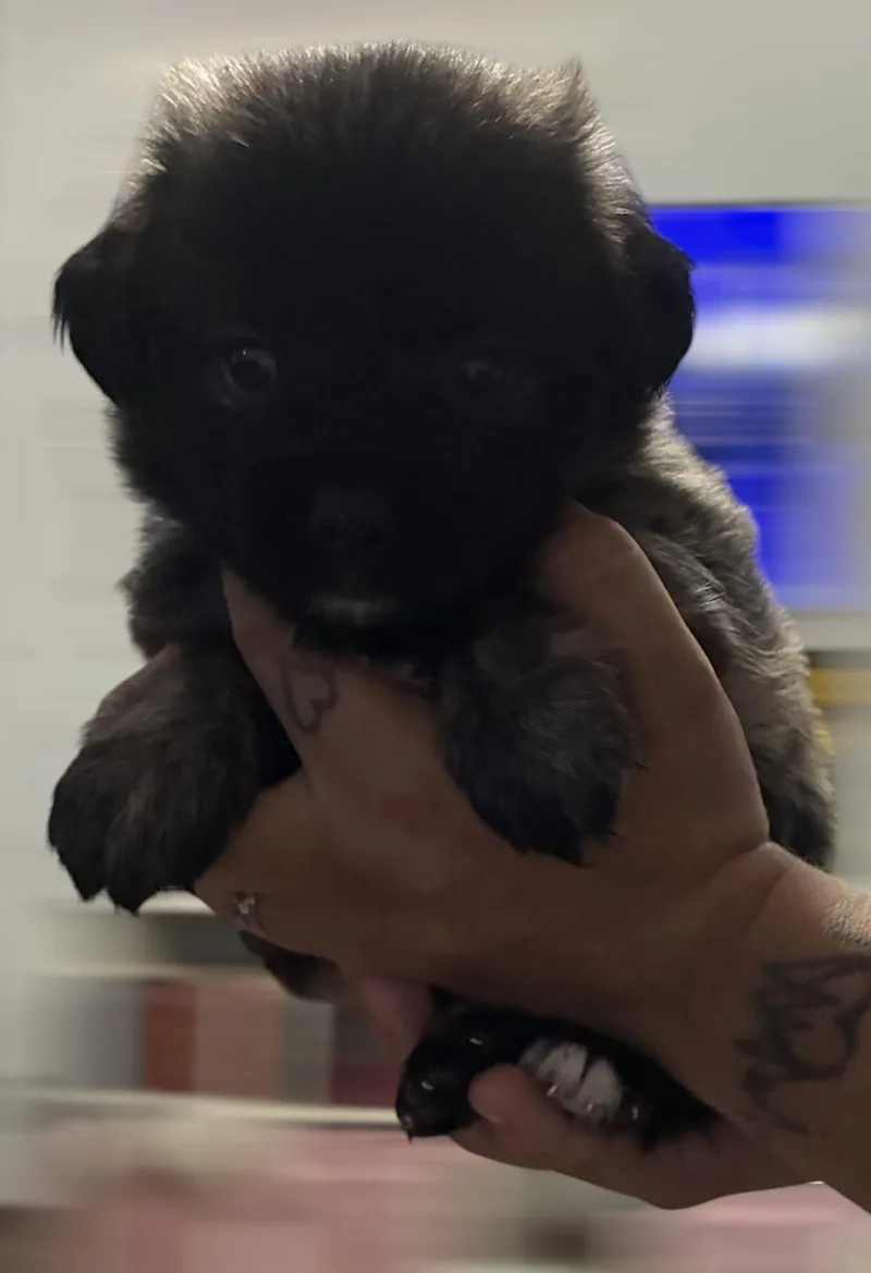 A baby small-sized male Brindle Shih poo dog named Venus for adoption in Arlington, TX