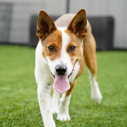 A young medium-sized male Yellow / Tan / Blond / Fawn Mixed Breed dog named Jake for adoption in Atlanta, GA