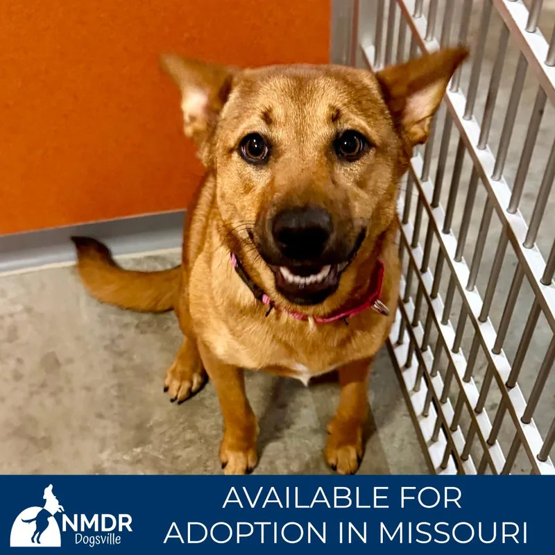A young medium-sized female Golden Basenji dog named Honey Bun  Missouri for adoption in Peyton, CO