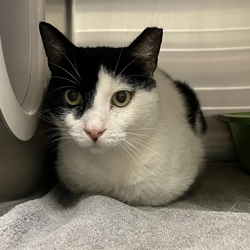 An adult large-sized male White Domestic Short Hair cat named Patches for adoption in York, PA