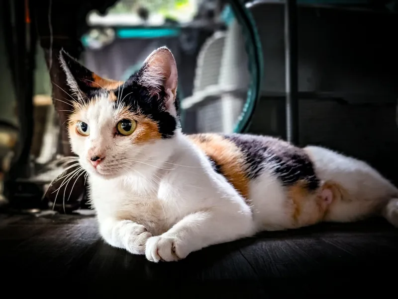 An adult medium-sized female Domestic Short Hair cat named Marigold for adoption in Bensalem, PA