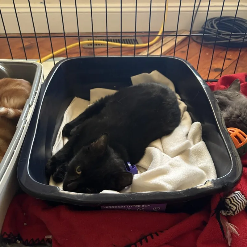 Junior Mclatchy thumbnail 2