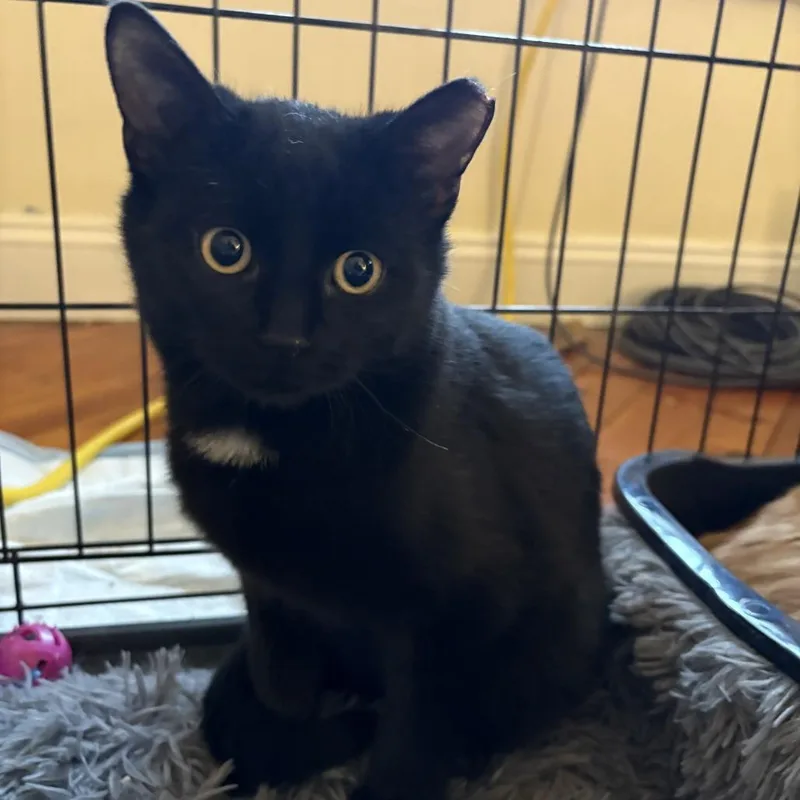 Junior Mclatchy thumbnail 3