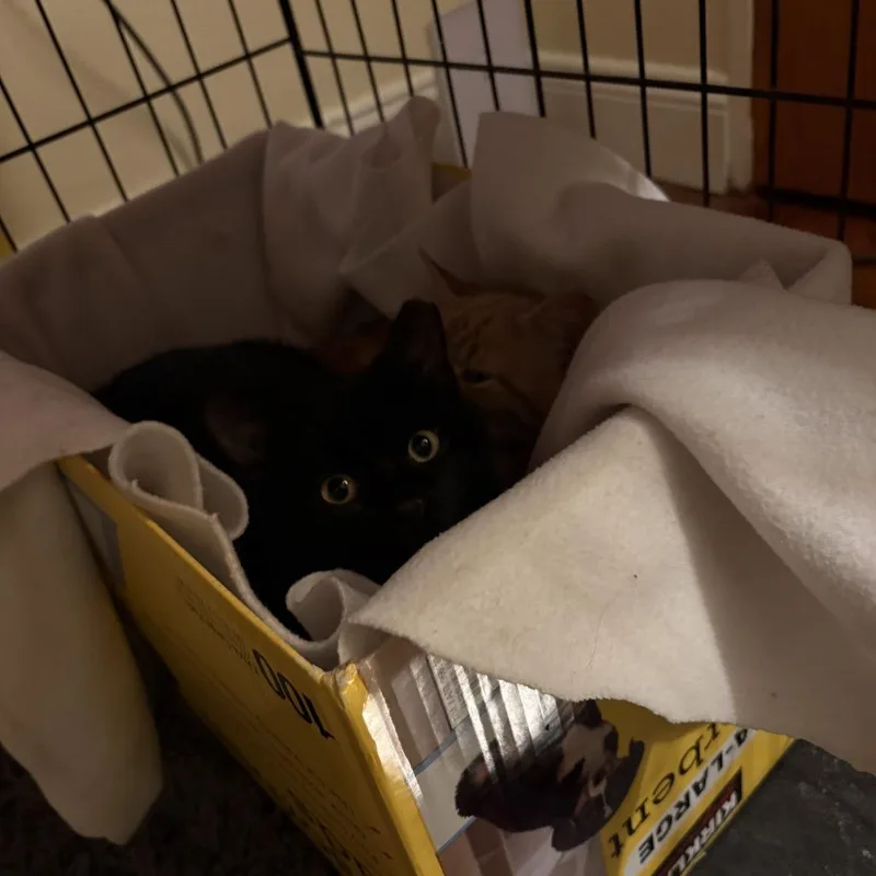 Junior Mclatchy thumbnail 4