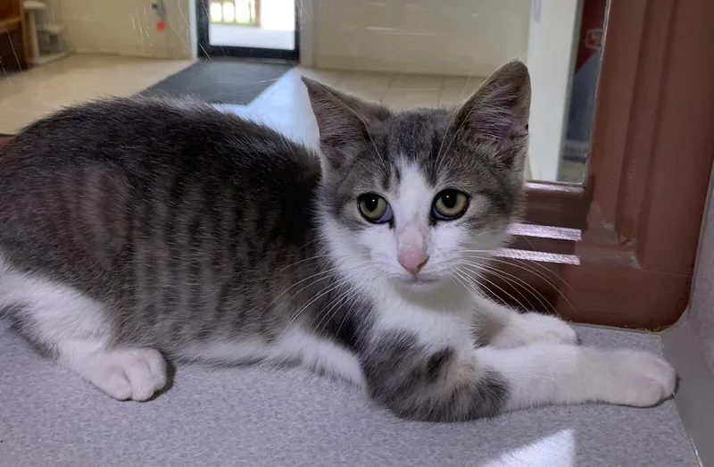 A baby medium-sized male Domestic Short Hair cat named Leon for adoption in Massena, NY