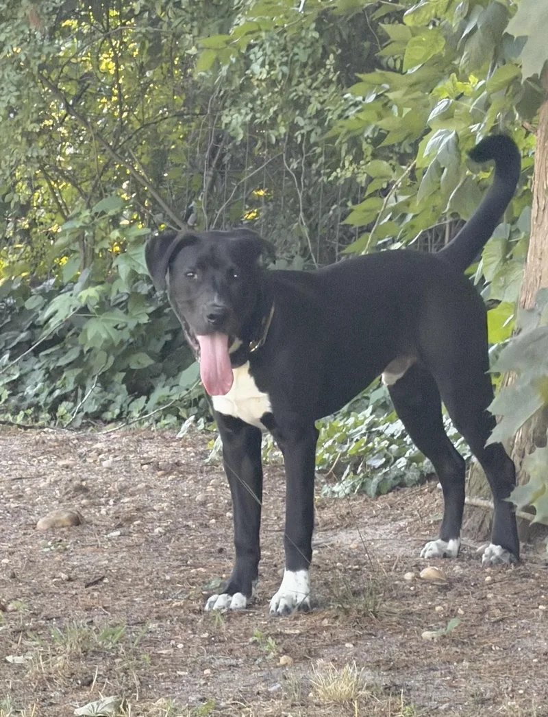 A baby medium-sized male Black Labrador Retriever dog named Rusty Wallace for adoption in Huntingtown, MD
