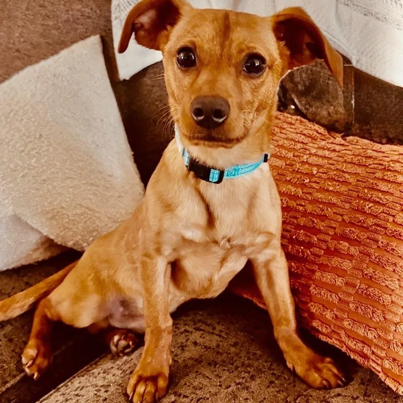A young small-sized male Chihuahua dog named Goose for adoption in Houston, TX