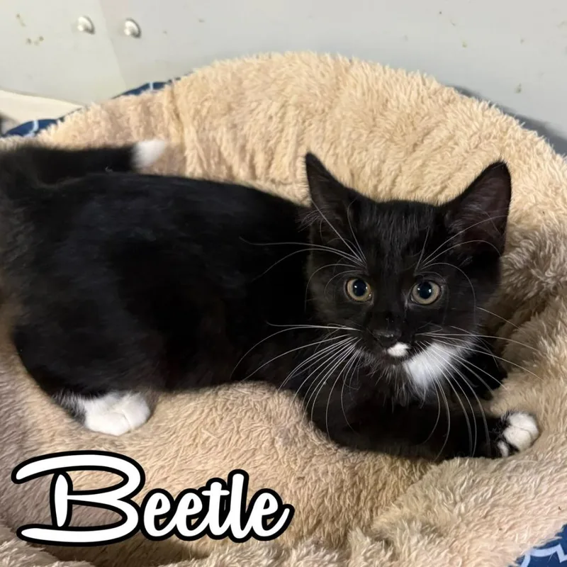 A baby small-sized female Domestic Short Hair cat named Beetle for adoption in Hillsboro, OH