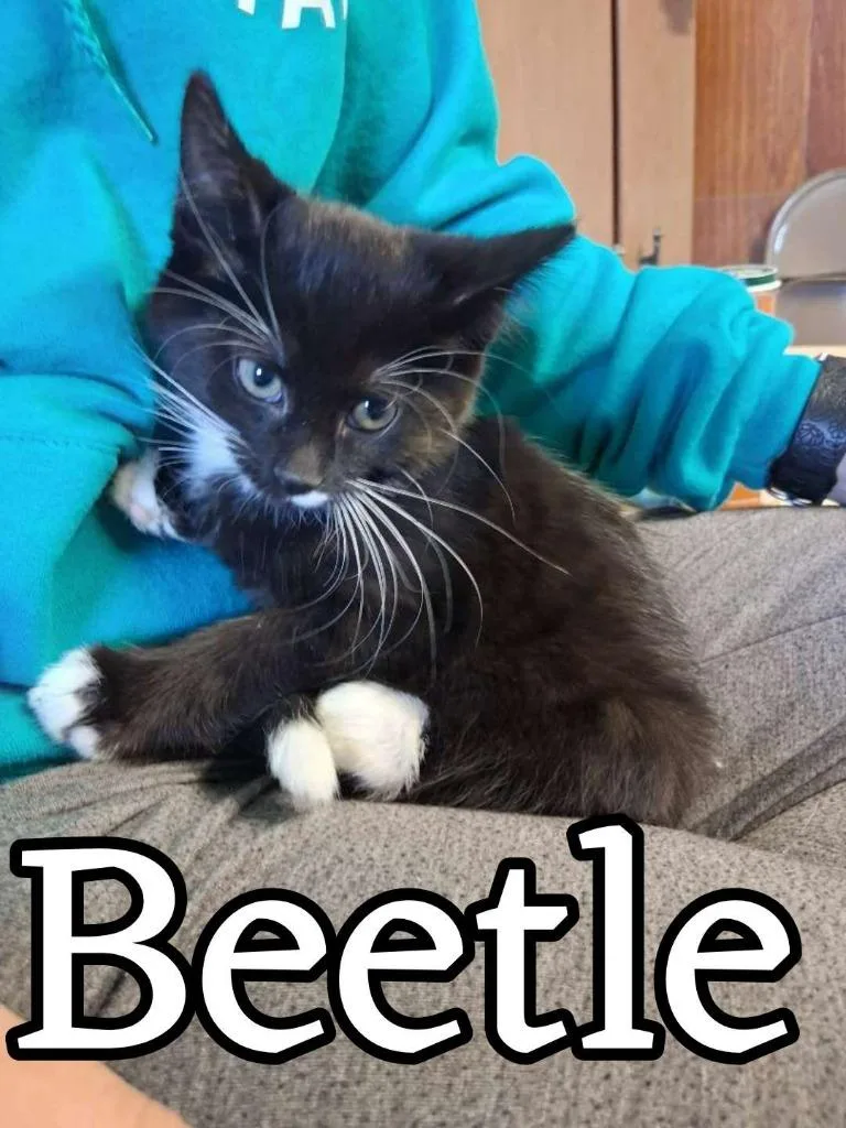 Beetle thumbnail 4