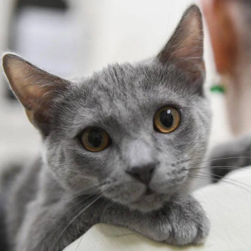 A young medium-sized female Domestic Short Hair cat named Cherry Pie for adoption in Redwood City, CA