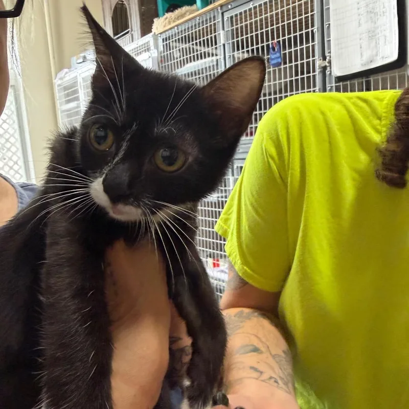 A baby small-sized male Black Domestic Short Hair cat named Lief for adoption in Middle Village, NY