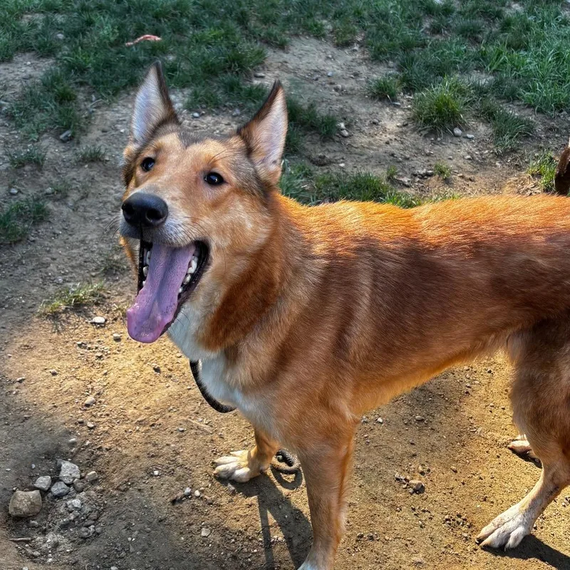 Hazel